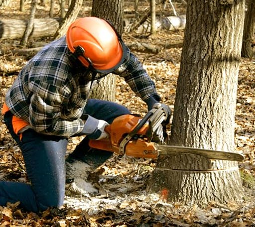 Tree Removal in Howe, OK
